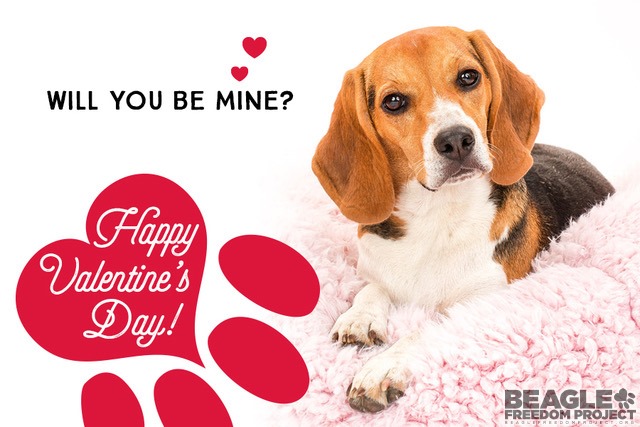beagle valentine