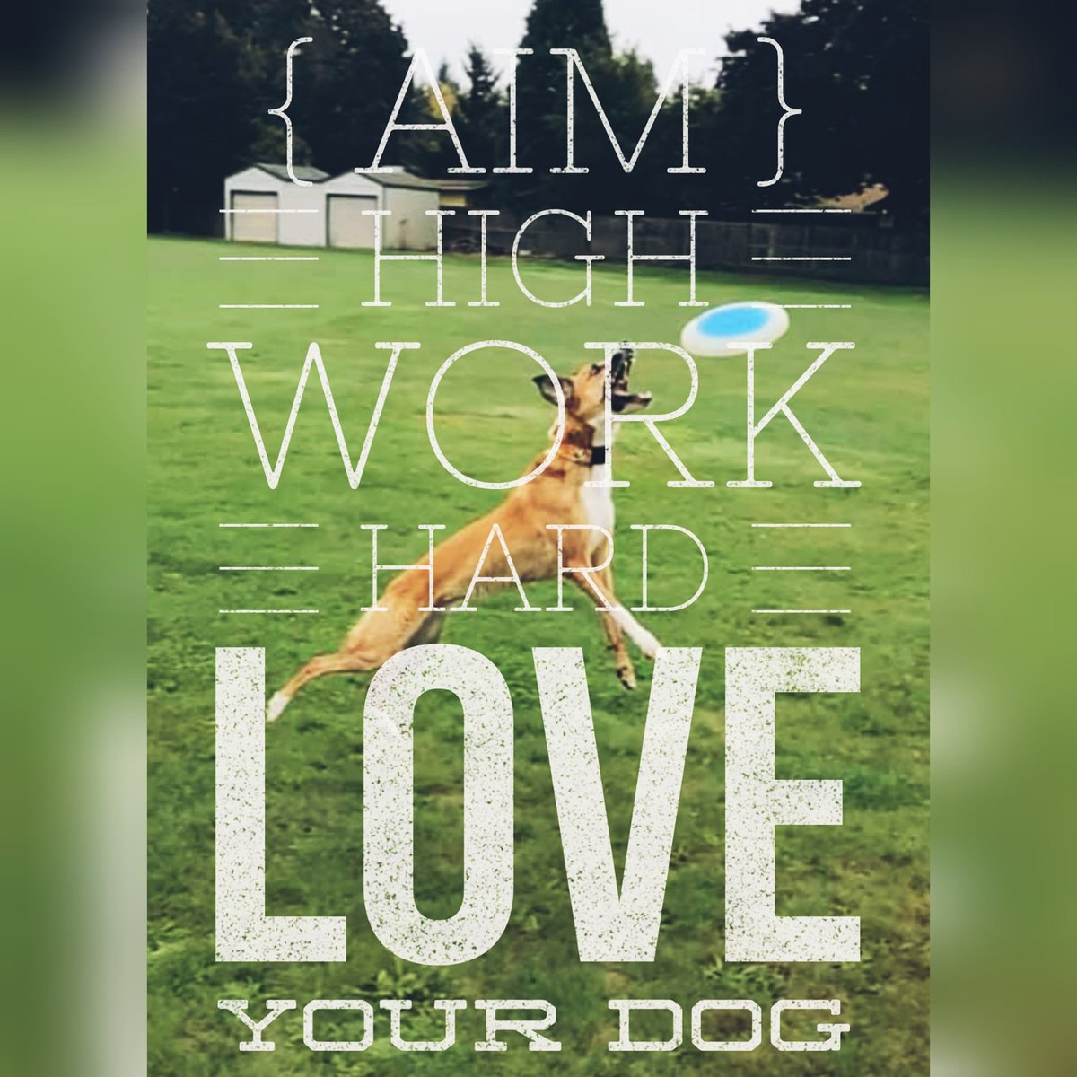 metro_k9's tweet photo. Happy #MotivationalMonday ... this perfect for our Monday.  Of course with an emphasis on Love Your Dog!  Did you know that I use pictures of our club dogs when I create posts?  This is Crosby. #dogs #DogLover #discdog https://t.co/u0aZtuSXOs