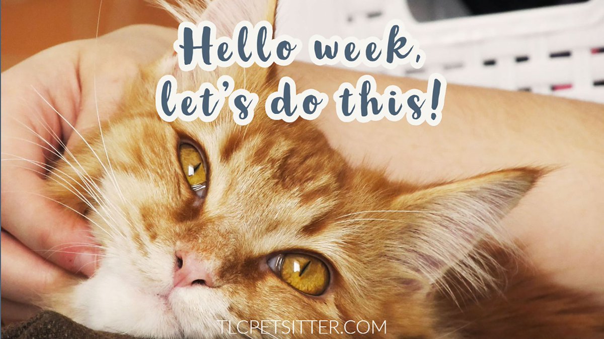 TLCpetsitter's tweet photo. New Monday, new week , new goals!
#tlcpetsitter #catthoughts #catsofgilbert #coolcat #arizonacats https://t.co/J4vptcmKCn