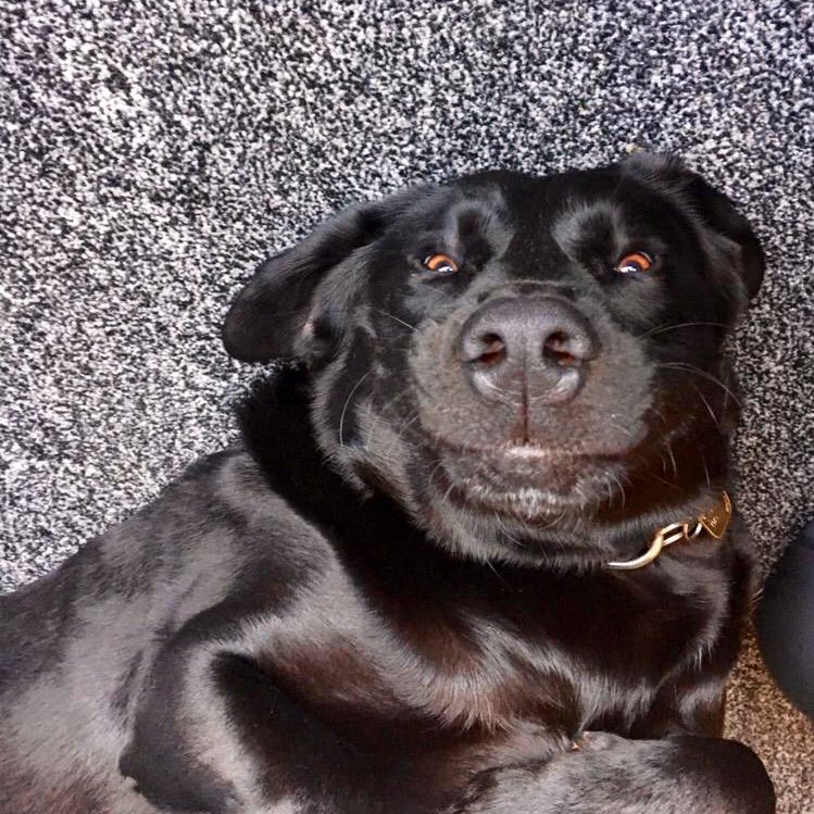 This is the top half of Ollie is lying on his back looking up at the camera pulling a funny face.