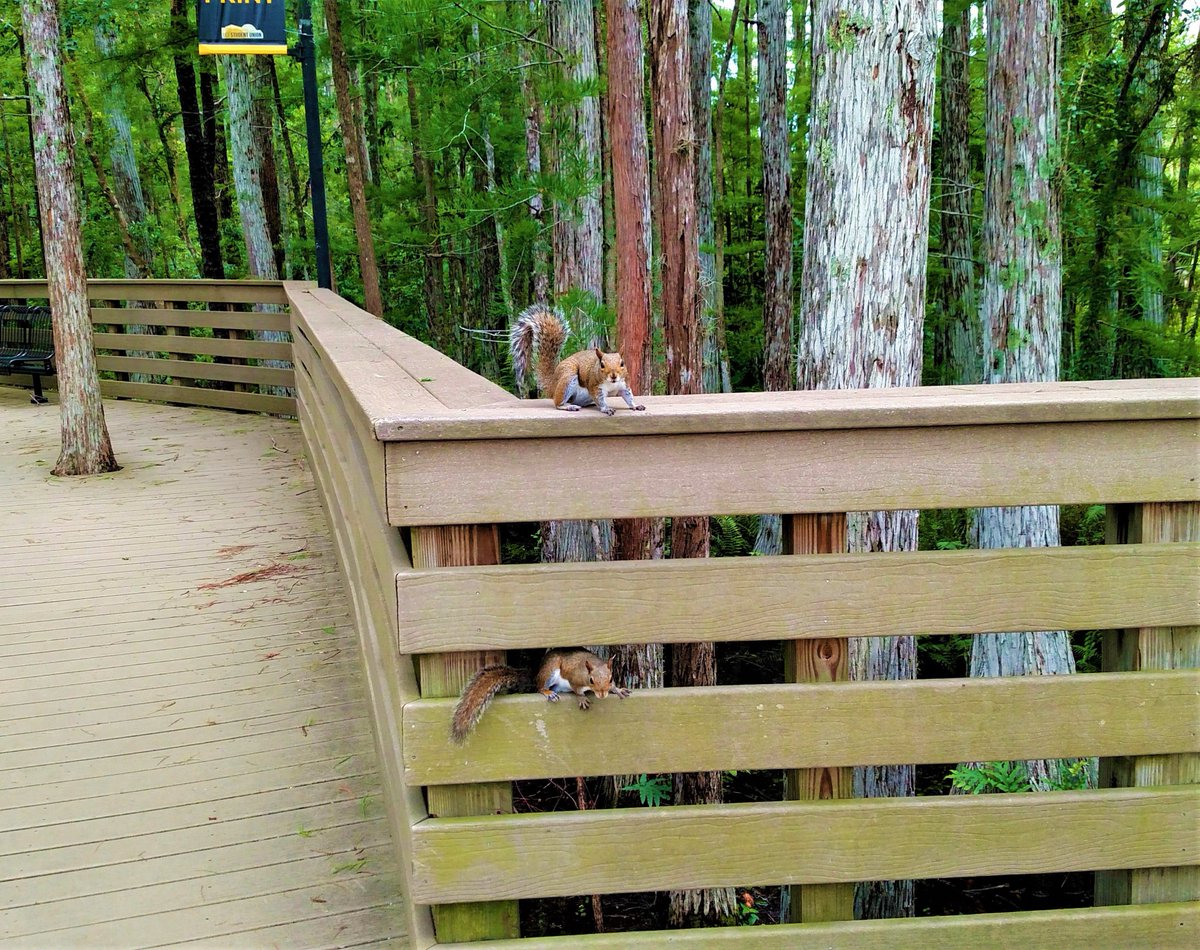 UCFadmissions's tweet photo. Did you know that squirrels use their tails to communicate? Perhaps these two fuzzy #UCF Knights are saying Charge On! #ExploreUCF https://t.co/8T3WlyMsCU