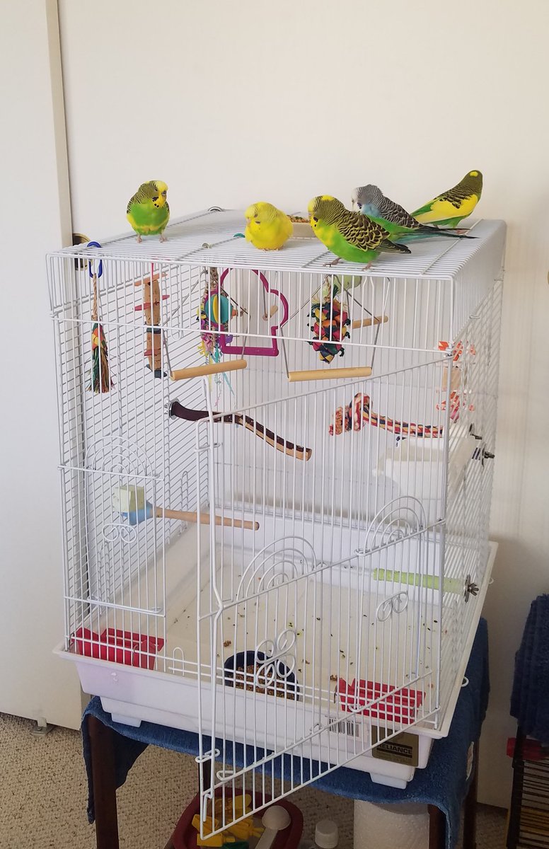 Photo of a 20x20x26 white bird cage on a small table in front of a white closet door, full of swings, toys, perches and dishes, with the large front door open and five budgies sitting contentedly on top