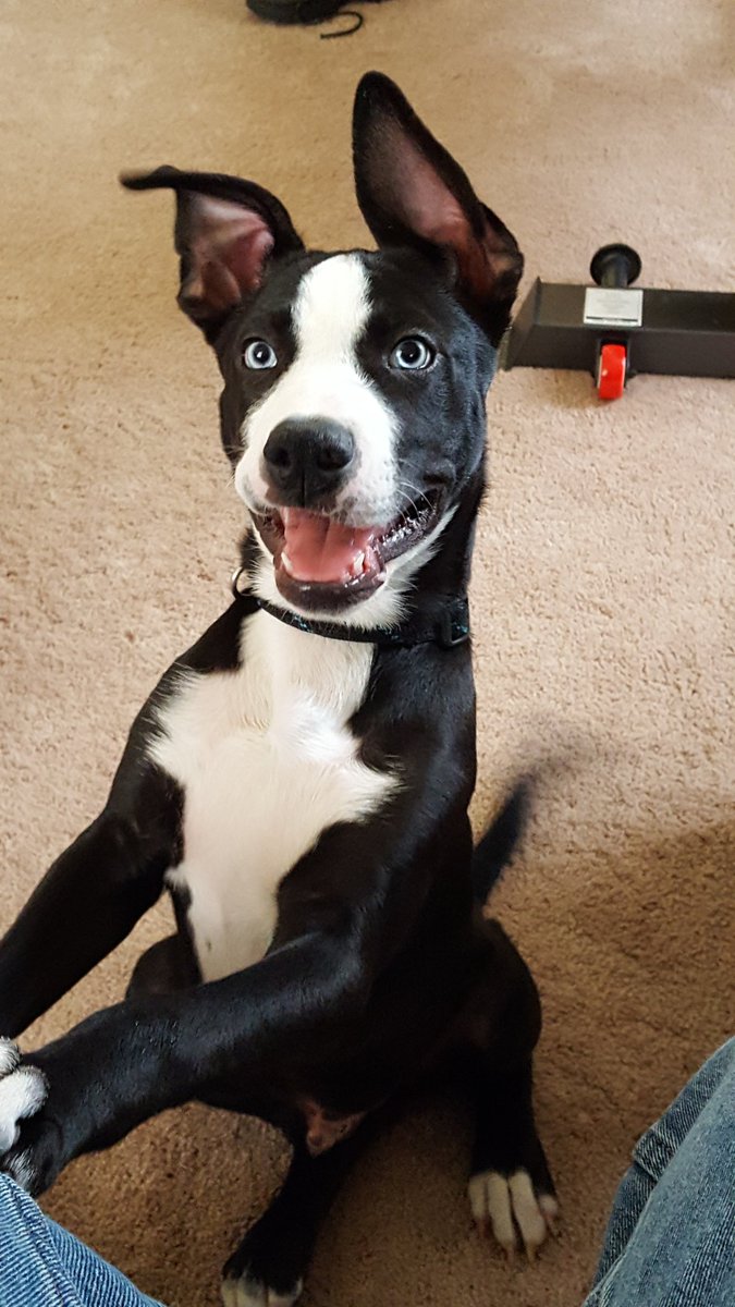 rektronic's tweet photo. @celestia717 Here's muh boy, Jax https://t.co/Ai1vN2vwpf