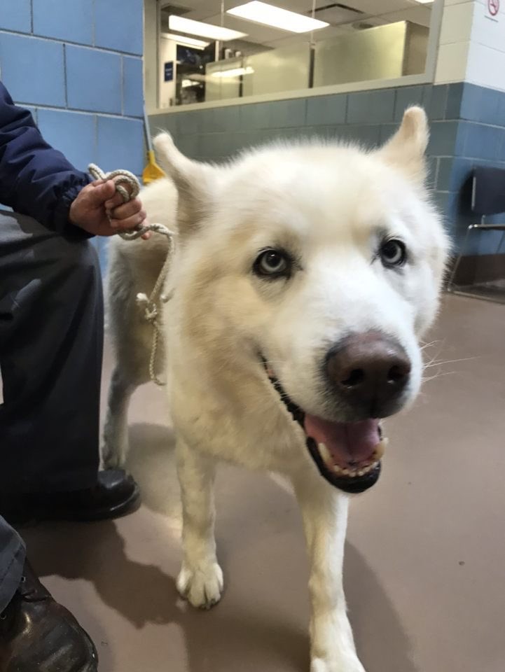 Fetching_Tails's tweet photo. These 3 cuties all surrendered to @ChicagoACC today and luckily our team was there to scoop them up and bring them into our rescue.
They’ll be available for adoption soon but need foster homes now!
#rescue #huskies #huskyfostersneeded #fosterwithus #fosteradog #adoptahusky https://t.co/7TcSLtbP2V