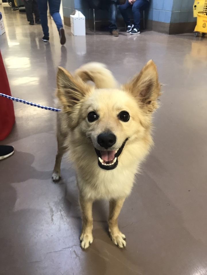 Fetching_Tails's tweet photo. These 3 cuties all surrendered to @ChicagoACC today and luckily our team was there to scoop them up and bring them into our rescue.
They’ll be available for adoption soon but need foster homes now!
#rescue #huskies #huskyfostersneeded #fosterwithus #fosteradog #adoptahusky https://t.co/7TcSLtbP2V