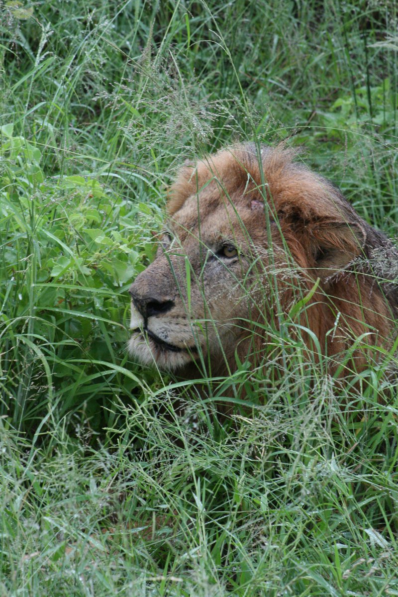 kgbennett1954's tweet photo. We recently visited #SouthAfrica . I shot 4 of the #AfricanBig5 - WITH MY CAMERA YOU COWARDS. Useless big game hunters. And don't give me the BS about supporting wildlife &amp; the economy - it doesn't. National Geographic and others have studied this. https://t.co/EMcxsjRrmi https://t.co/cu0j4qOrVB