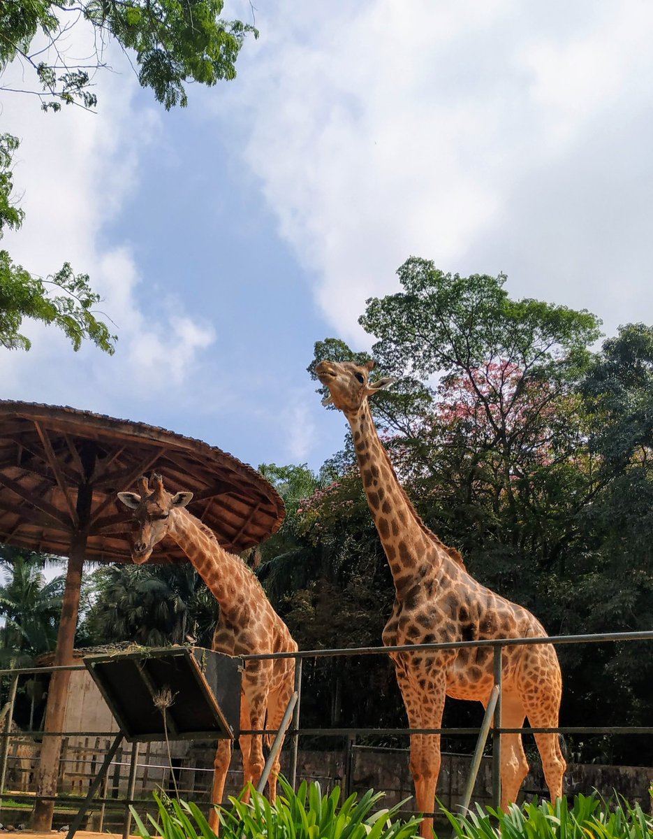 VidaNoZoo's tweet photo. As girafas são um dos animais que mais fazem sucesso em Zoológicos!
 
Mas você já parou pra pensar quantas vértebras sustentam esse pescoço que pode chegar a 2m de altura? 

Será que são muitas, ou a mesma quantidade das nossas? 

Deixem seus palpites, já já trago a resposta 🦒 https://t.co/QFKqogq2ki