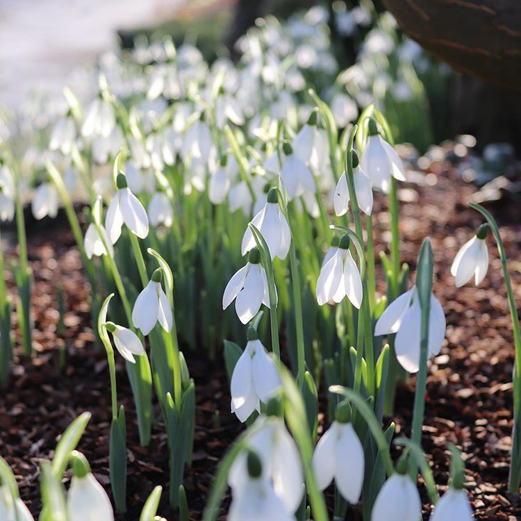 Snowdrops