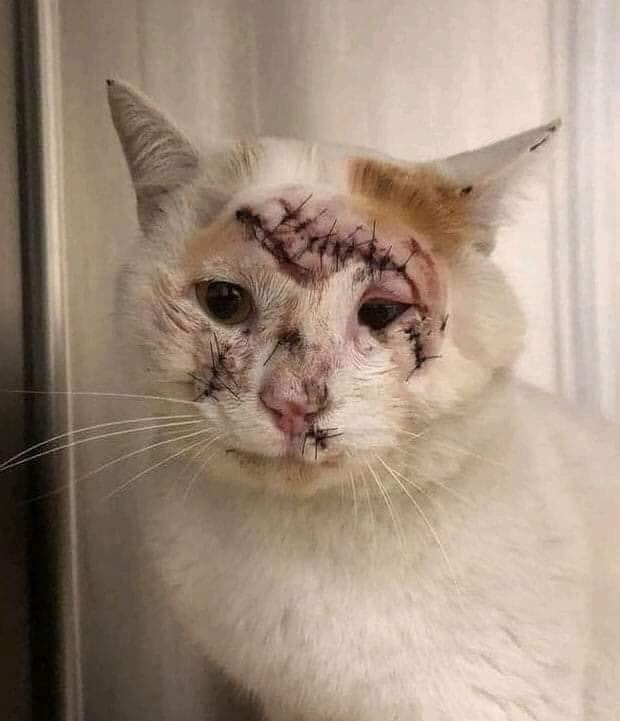 fxgg135's tweet image. This cat asks the powers of the world about a safe area, but not like Erdogan's way and calls for the world: stop, find a solution other than killing us and killing the children of Idlib.  please
#Idlib
#IdlibUnderFire
#TrumpSaveIdlib
#Saraqeb
#إدلب_تحت_النار
#أنقذوا_إدلب
#إدلب
~