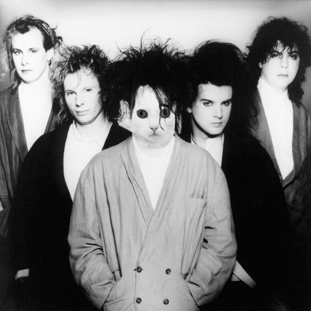 pets_as's tweet photo. The Lovecat #TheCure https://t.co/w79cCIluwC