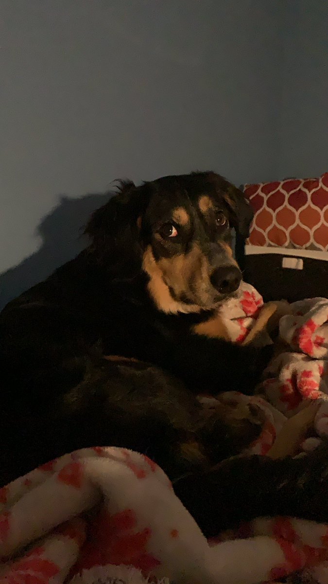 KilljoyMeg's tweet photo. Waiting for the caucus results #IowaCaucuses #CaucusForBernie  #MondayMood #barksforbernie #BernieWillWin #NotMeUs https://t.co/Eqh8c5J7Pf