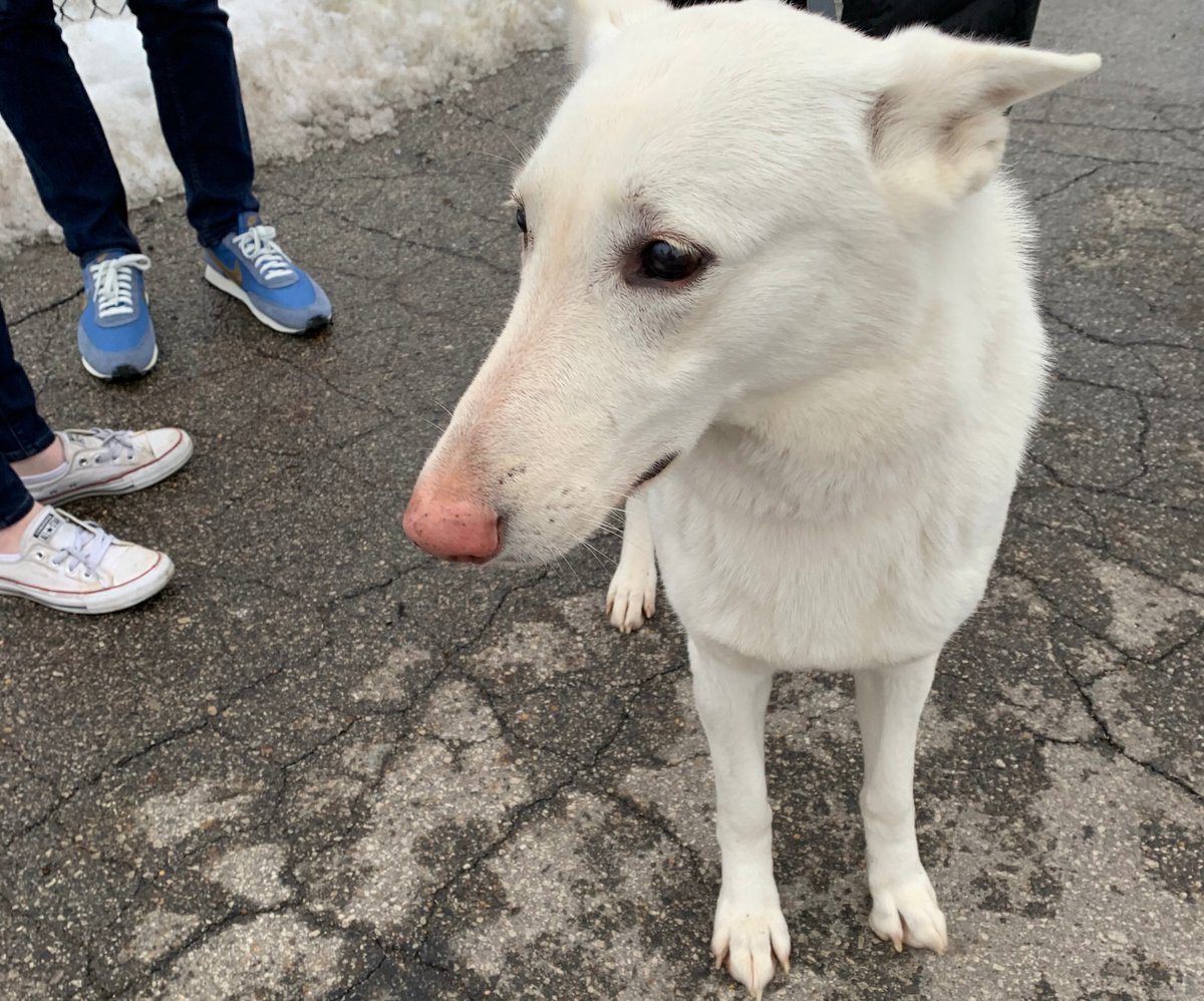 Bailey meets Deidre DeJear's dogs, Macy and Maurice.