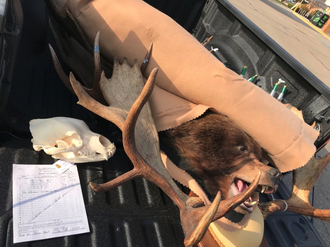 NPS photo of confiscated trophies from illegally hunted game in Noatak National Preserve.