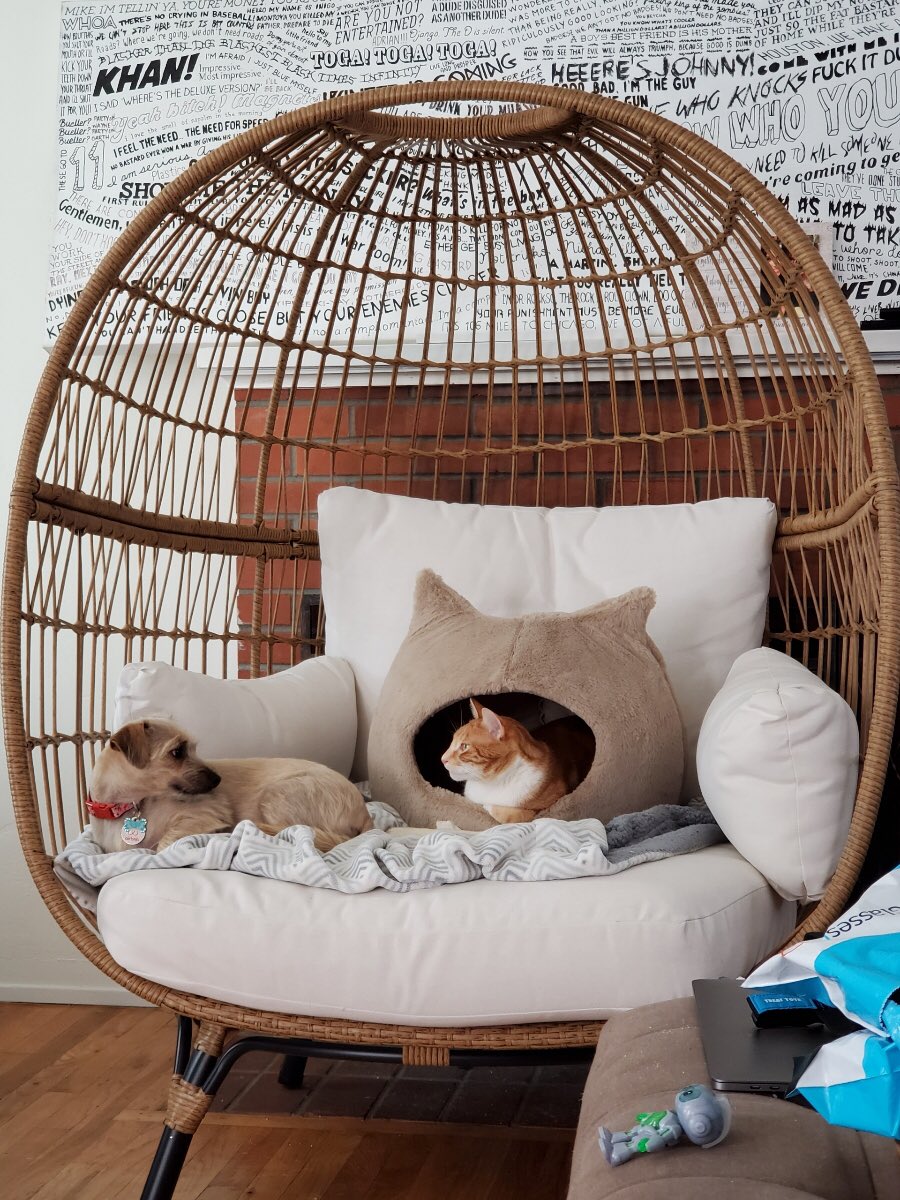 catdogsiblings hashtag on twitter