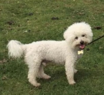 millypod1's tweet photo. 🆘HARRY #Lost #ScanMe #Tagged 
OLDER White Bichon Frise Male 
#Longden #Shrewsbury #Shropshire #SY5 
Last seen Farriers industrial park
https://t.co/2YK6piglr7 https://t.co/zMbMjoyHyj