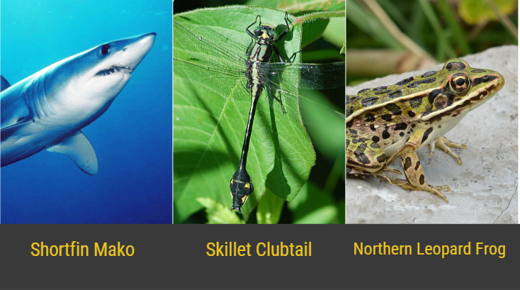 NatureCanada's tweet photo. These endangered species call the East coast home! 🦈🦋🐸

Nature organizations will speak up for them in meetings with MPs from Eastern provinces on Feb 4 as part of #NatureOnTheHill.

MPs - will you #MakeRoomForNature by working to achieve increased protected areas? #cdnpoli https://t.co/fh9jdSyooH