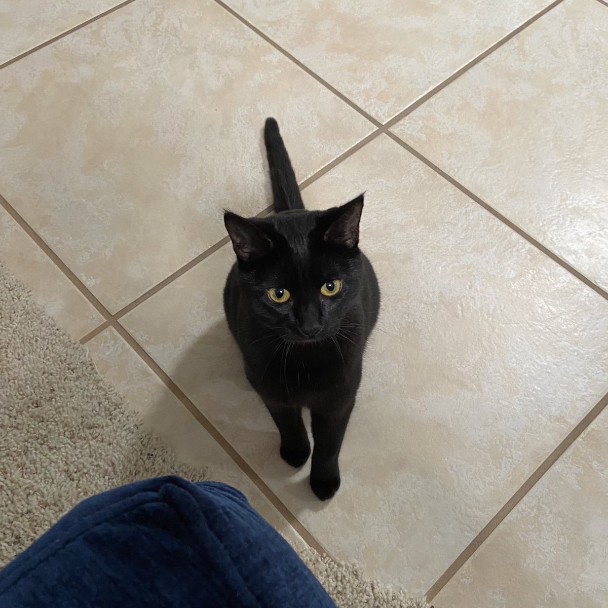 blueberry is sitting still on a tile floor, near a couch. she looks still and calm, and her tail is outstretched behind her.