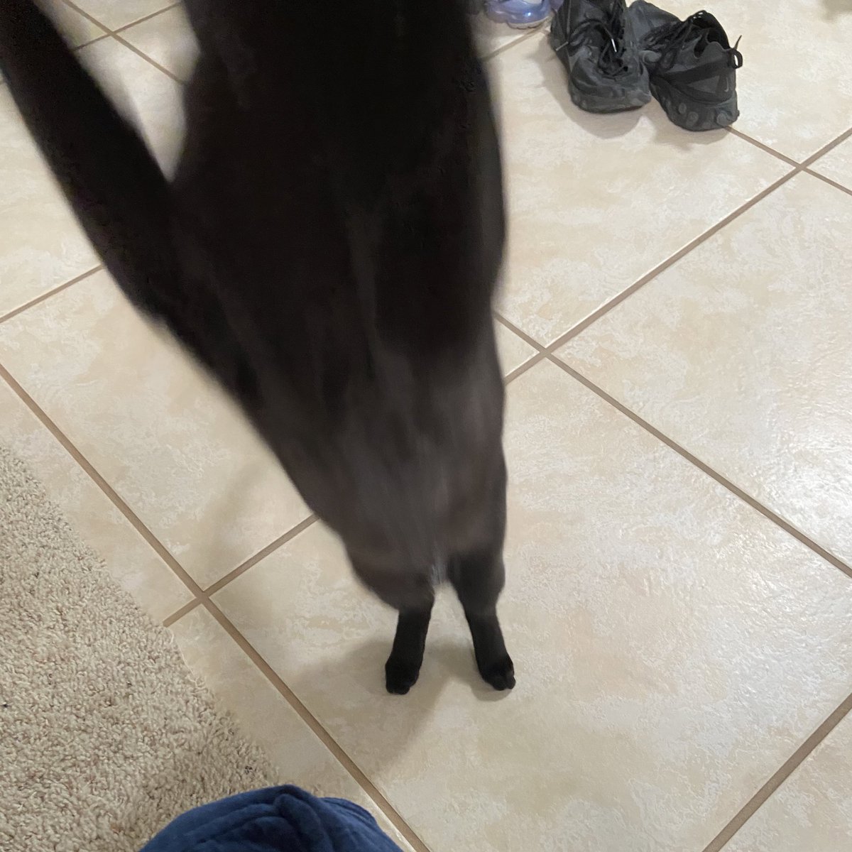 blueberry jumps, her body stretching out long toward the camera. her head is no longer visible, just a long blur of her body.