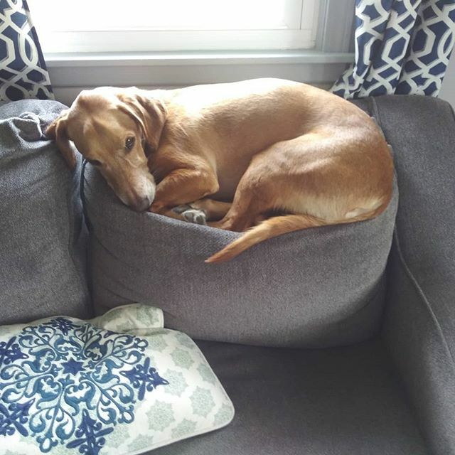 CheapPhysGames's tweet photo. #superbowl2020 hangover hitting pup hard https://t.co/XY2n3aoKrG https://t.co/FMWtKxaM7e