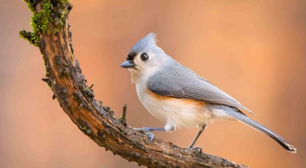 Adventurepub On Twitter Are You Ready The National Audubon