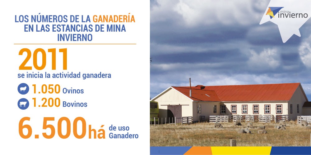 Apoyamos la ganadería chilena 🐄🐮 Por ello Mina Invierno ha desarrollado un proyecto ganadero junto a la Ganadera magallánica "Las Tranqueras". Esta actividad ha requerido invertir en construcción de corrales, adquisición de maquinarias y reparación de viviendas, entre otras