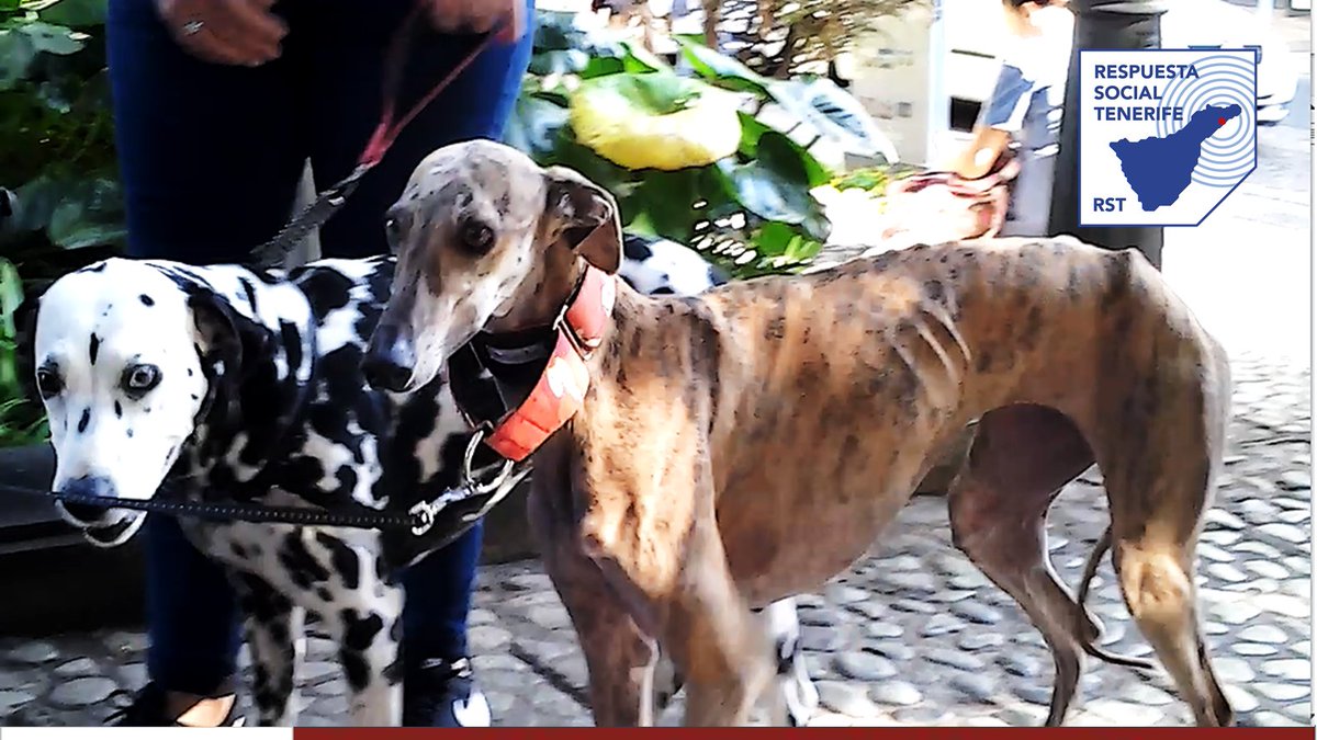 TemesDaniel's tweet photo. 🎂 #RST8 🎂 [ TENERIFE - SANTA CRUZ ] FOTO 2 💕  Belén Fg, 🐾  #TANZA y #KINDER, 🐾 (nuestras 2 preciosas podencas canarias 😍 ) junto con Daniel Temes de @Respuesta Social Tenerife, acudieron el 2 de febrero de 2020 a Manifestación nacional No A La Caza https://t.co/cpZxNIdytM