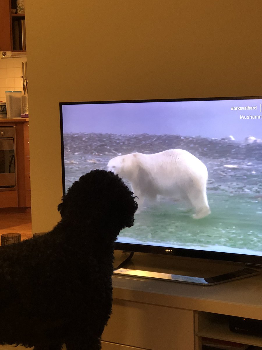 LarsP's tweet photo. Er det en som gidder å leke tro ? #nrksvalbard https://t.co/8L1Rveyzuk