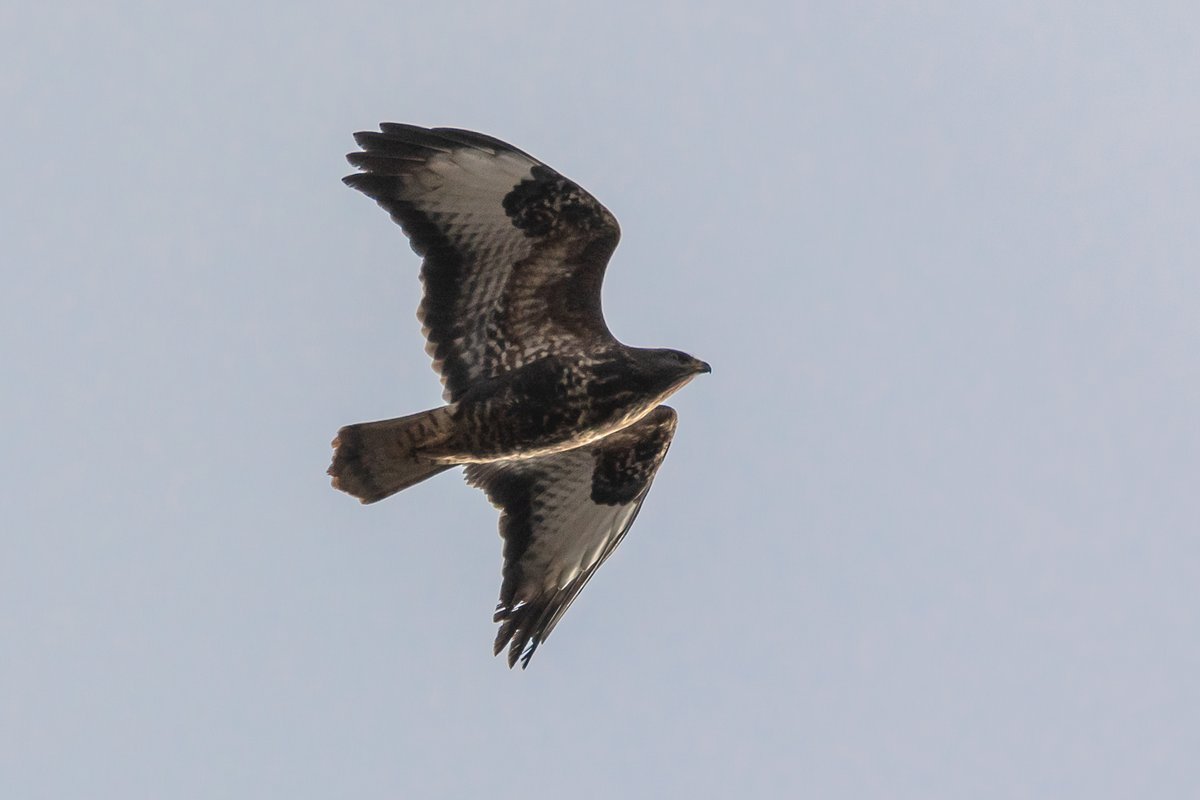 Mäusebussard im Flug