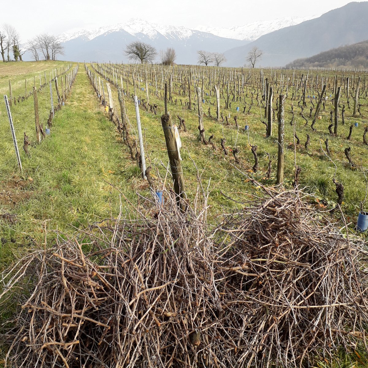 vitivalo's tweet photo. Merci Anne-Charlotte de @RCFSavoie pour son interview aujourd'hui sur le site d'expérimentation de @vitivalo et d'avoir pris le temps d'échanger avec nous! #déchets #brûlage #impact #environnement #Recherche @Univ_Savoie https://t.co/3sd3FZOXaq
