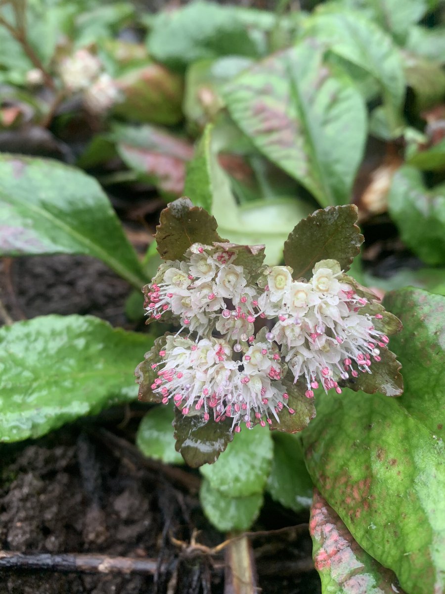 Chrysosplenium macrophyllum is a great ground cover plant for the woodland garden. Beautiful delicate flowers are followed by small leaves that resemble Bergenia. 
#holkerhall #lakedistrict #cumbria #gardens