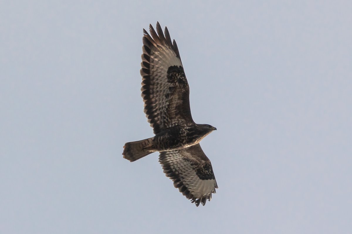 Mäusebussard im Flug