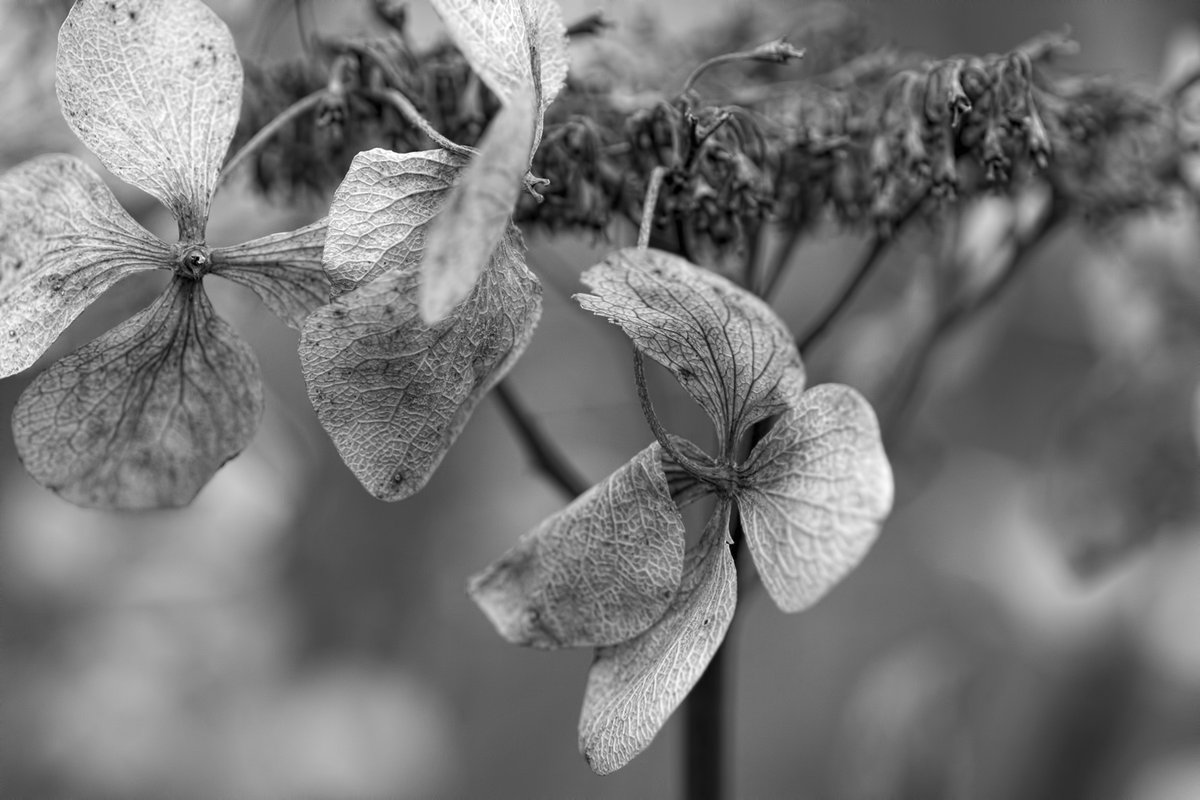 plw1053's tweet photo. time is passing. Photo of the day. #photo #photography #photographer #timeispassing #photooftheday #imageoftheday #plw1053
#flora #hydrangea #Monochrome #blackandwhitephotography #blackandwhite #petals #delicate #detail https://t.co/MHtzPoGnL8