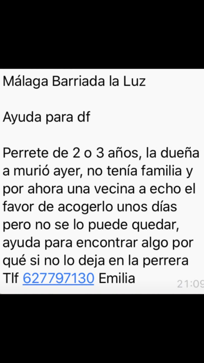 lourdes56121094's tweet photo. #MÁLAGA DIFUNDO tras fallecer su dueña, este perrito se ha quedado solo en el mundo. Necesita #ADOPCIÓN una vecina lo tendrá tan solo unos días @malaga_reme @ufnoseeee @DesventurasCleo @ADOPTAENESPANA @perrosdemalaga @FidelioProte @sosanimal_ @AvoraAnimal https://t.co/0SEUrgJlMO