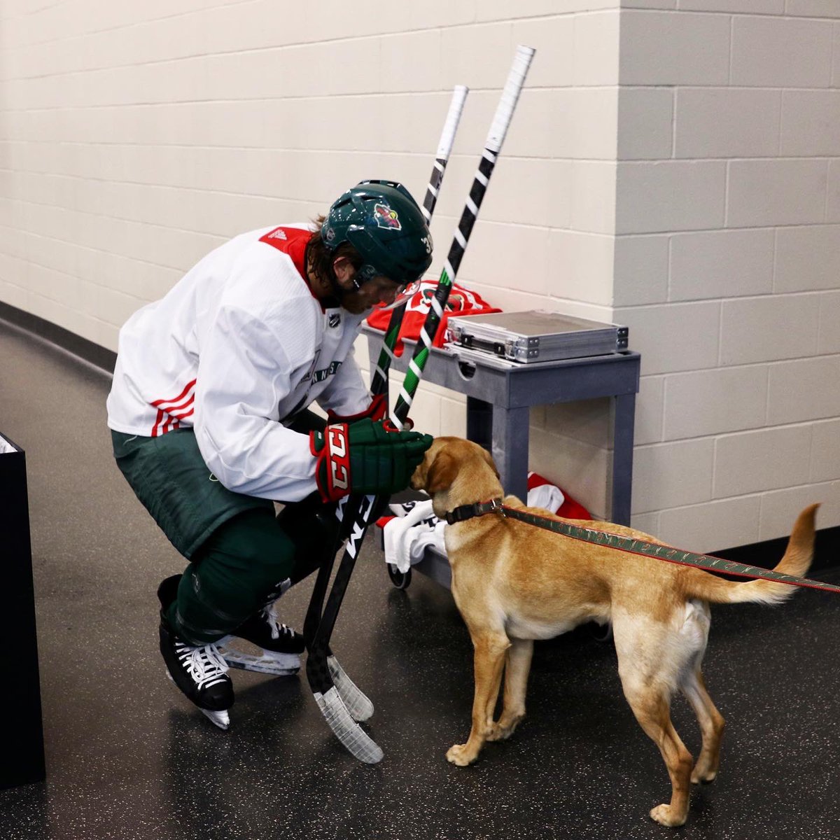 mnwild's tweet photo. A very good boy joined us at practice today. 🐶

#mnwild https://t.co/UaNA0ICqJk