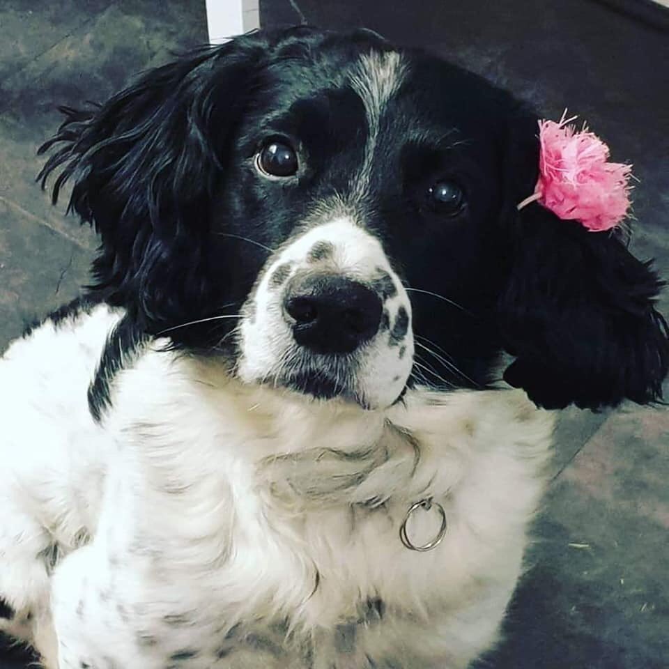 LisaLisaw1's tweet photo. #BringSnoopHome 29.01.20 #missing from #Sydenham #Belfast #BT4 #NorthernIreland #Microchipped #checkthatchip #scanme #stoppettheft https://t.co/2YnzW7iIaK
