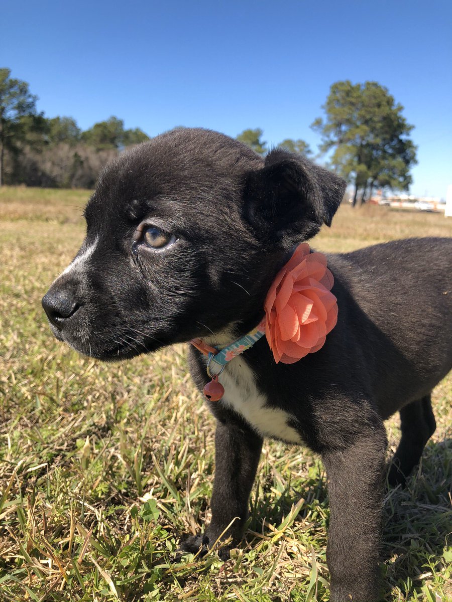rangersreach's tweet photo. Freya 💕 
Blue heeler mix https://t.co/KSE2I7ILlA