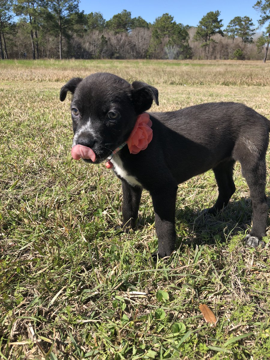 rangersreach's tweet photo. Freya 💕 
Blue heeler mix https://t.co/KSE2I7ILlA