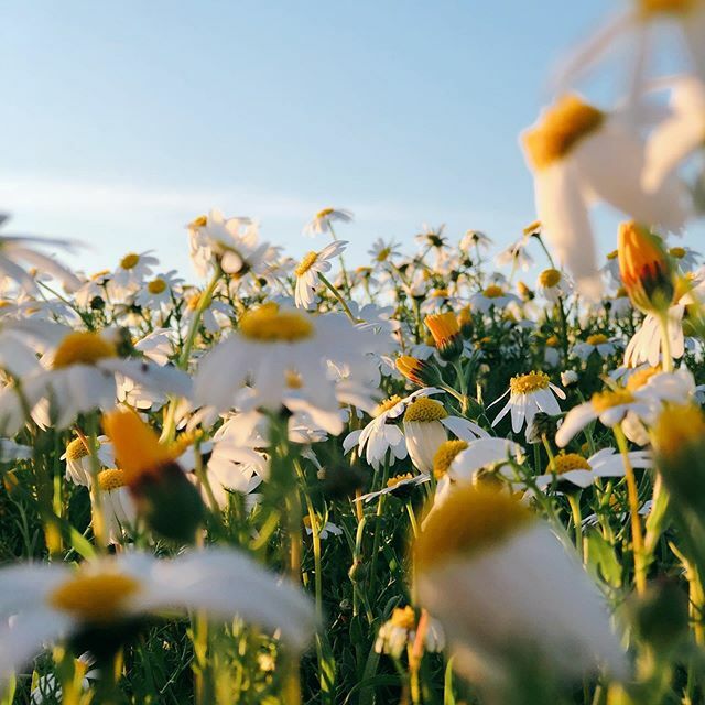 ClotisPotis's tweet photo. 🌼 https://t.co/cQJkPaPBy6