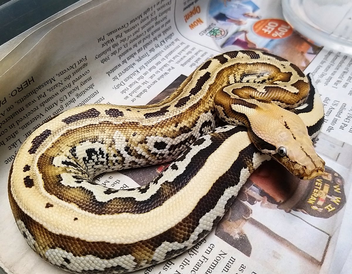 Robiscreeping's tweet image. Love this snake.
#borneoshorttailpython #pythonbreitensteini #NOTABLOOD