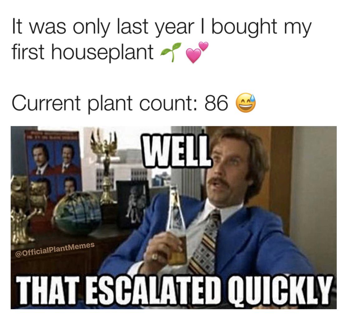 MemesPlant's tweet photo. I need to get this under control 🌱 😅 #plantaddict https://t.co/JwCwI8HmdH