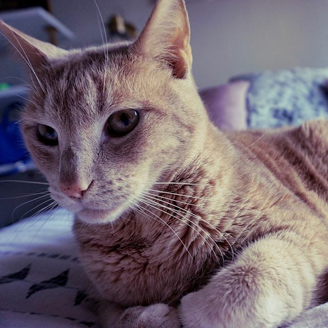 CeriGAuthor's tweet photo. Here's some Monday Motivation for you. Cute kitties! *
*
I'm currently in DC for my day job so I'm posting a pic of Eugene because I miss him and Mercy. I always get homesick when I travel. Traveling for my day job is ad ouble edged sword. I LOVE getting… https://t.co/sQ3afZHyjg https://t.co/EECqxnxmQ2