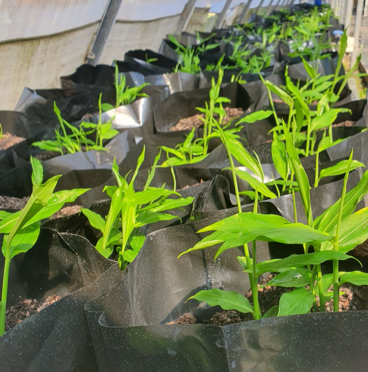 carterspencerhq's tweet photo. Our ginger tissue culture at our Moore Park Greenhouse Facility helps us supply ginger year round π± #ginger #carterandspencer #spencerranch #gingertissueculture #moorepark #bundaberg #spice #qldfarms #freshproduce https://t.co/yebup5jnEW