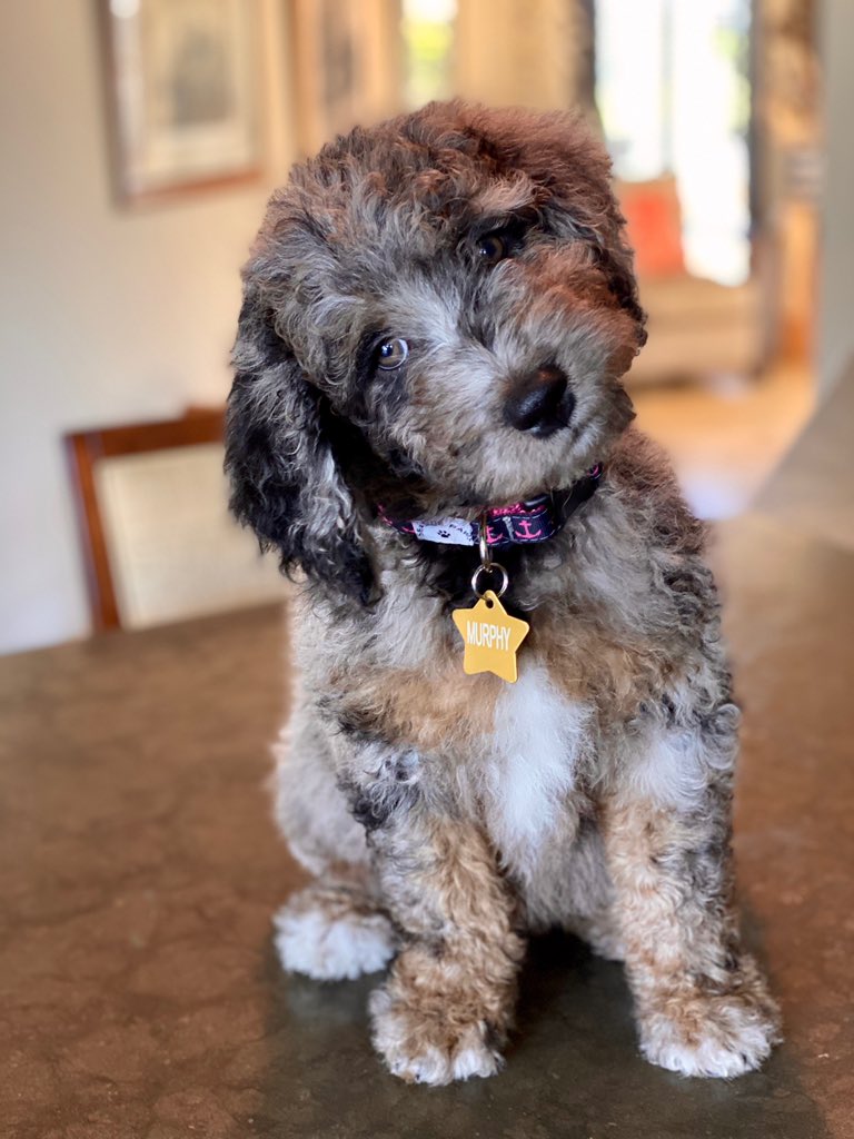 C_Monssta's tweet photo. Tulley, i wish you got to meet your new brother and sister. i know they would have loved you as much as we still do 🥰 i hope doggy heaven is full of cheese and sandbars ❤️ https://t.co/Lttix15rCu