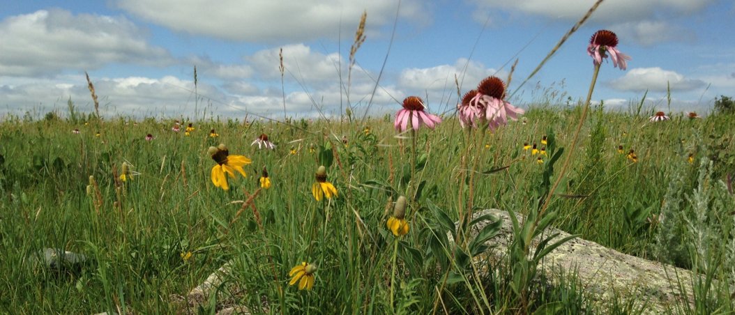 LauraEllenDee's tweet photo. One more day to apply for our post-doc opening in adaptive management under climate change based @CUBoulder at the nexus of science and practice w/ @mahlering TNC-MN @USFWS and MN DNR. See https://t.co/yEYcjlYhQv for more info or contact me! Applications should be emailed to me. https://t.co/J264iiYT2F
