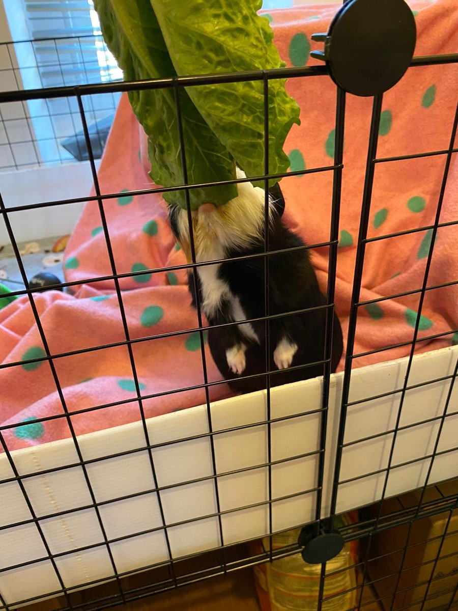 Guinea pig reaching for lettuce and also breaking my heart with her cuteness