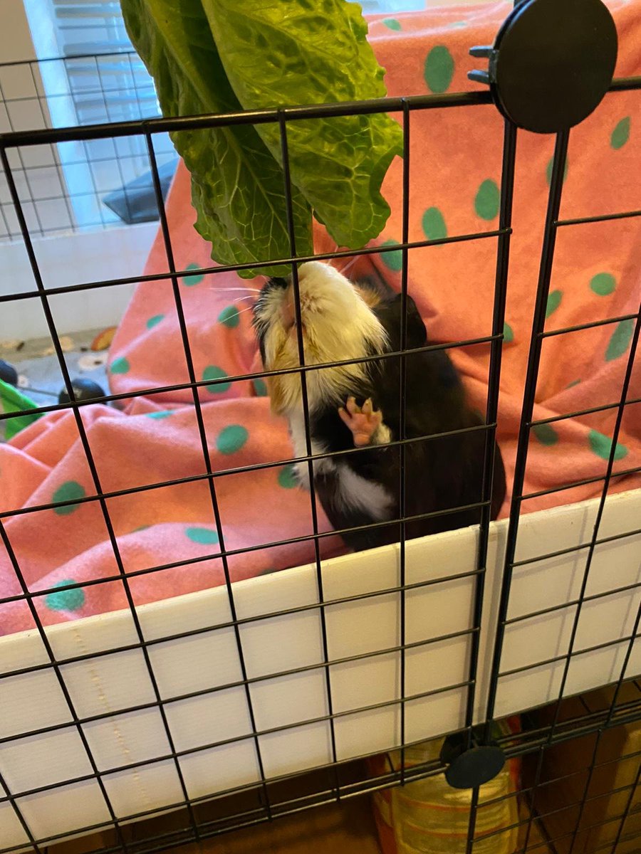 Guinea pig reaching for lettuce and also breaking my heart with her cuteness