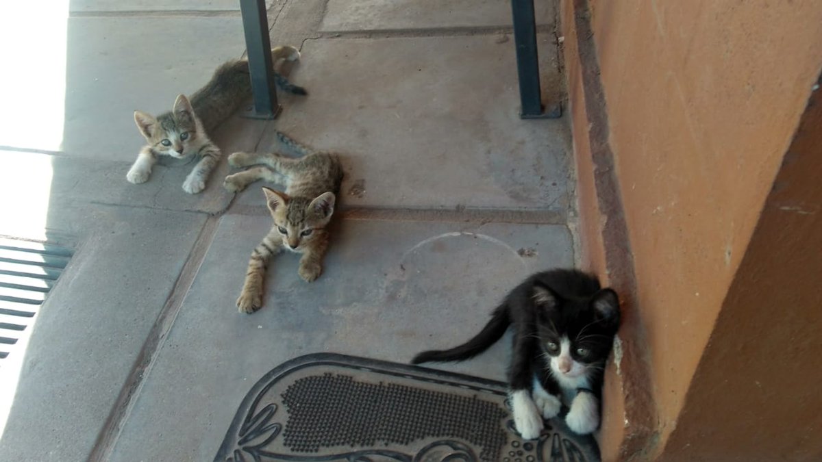 bbeludelpozo's tweet photo. Dejaron abandonados estos gatitos en el trabajo de un amiga, están en el centro de jubilados de quebrada de las rosas, 9 de julio 5555.
No podemos tenerlos, por favor compartan así podemos ubicarlos antes de que sea de noche 🙏🙏 https://t.co/zKX7wS31SA