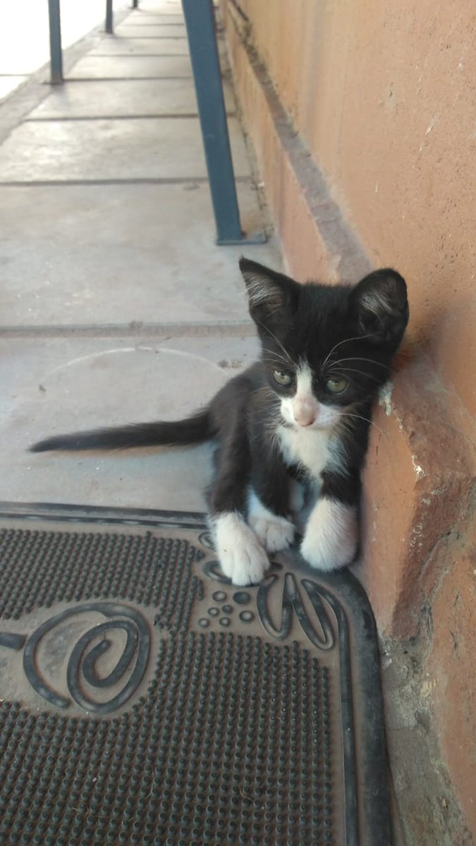 bbeludelpozo's tweet photo. Dejaron abandonados estos gatitos en el trabajo de un amiga, están en el centro de jubilados de quebrada de las rosas, 9 de julio 5555.
No podemos tenerlos, por favor compartan así podemos ubicarlos antes de que sea de noche 🙏🙏 https://t.co/zKX7wS31SA