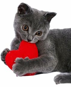 Hey, Gatos. El Gato Roboto is playing in Chicago <a href="/MontroseSaloon/">Montrose Saloon</a> in 2 weeks, Friday 2/14 at 8pm with <a href="/stick_arounds/">The Stick Arounds</a> &amp; Mammals. 3 great #garagerock #powerpop bands. Hope to see you there!