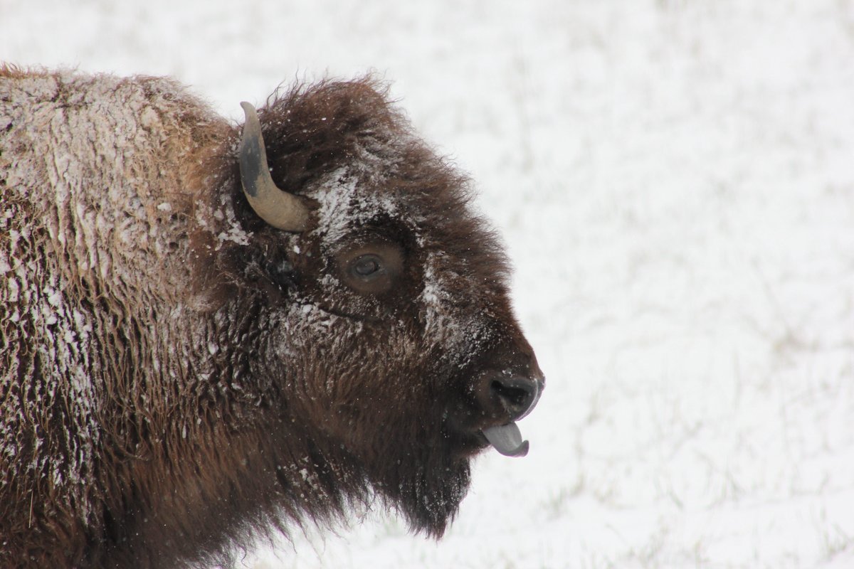bison covered in snow with tongue out
